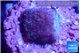 Montipora purple 2 cm WYSIWYG acclimaté