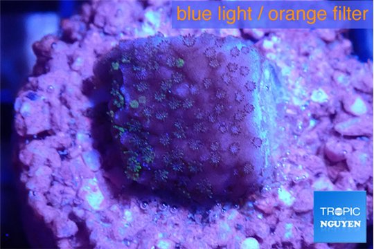 Montipora purple 2 cm WYSIWYG acclimaté