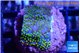 Montipora rainbow 2-3 cm WYSIWYG acclimaté