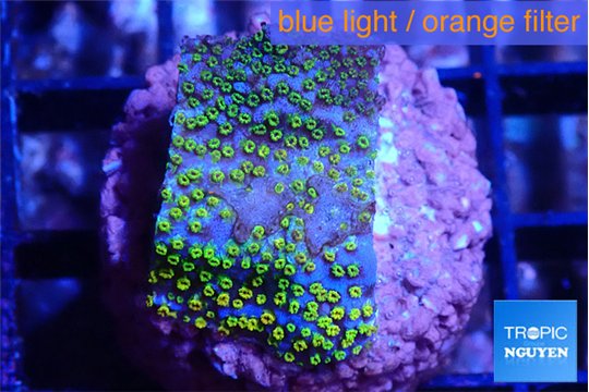 Montipora rainbow 2-3 cm WYSIWYG acclimaté