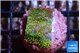 Montipora rainbow 2-3 cm WYSIWYG acclimaté