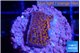 Montipora superman 2 cm WYSIWYG acclimaté