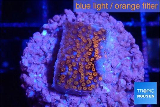 Montipora superman 2 cm WYSIWYG acclimaté