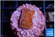 Montipora superman 2 cm WYSIWYG acclimaté