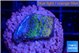 Montipora rainbow 2-3 cm WYSIWYG acclimaté