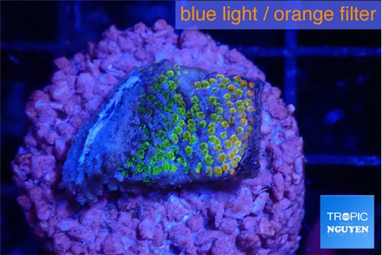 Montipora rainbow 2-3 cm WYSIWYG acclimaté