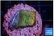 Montipora rainbow 2-3 cm WYSIWYG acclimaté