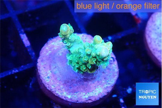 Seriatopora golden green 3-5 cm WYSIWYG acclimaté