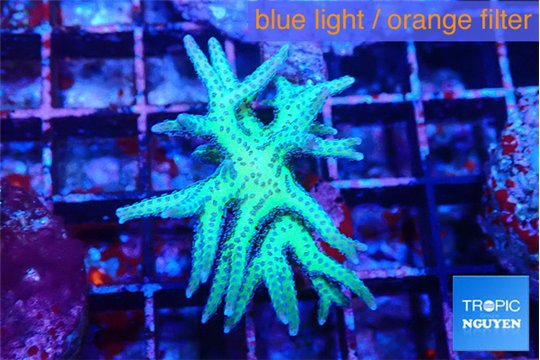 Seriatopora golden green 3-5 cm WYSIWYG acclimaté