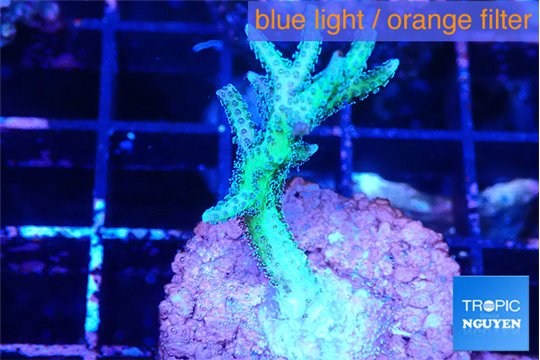 Seriatopora golden green 3-5 cm WYSIWYG acclimaté