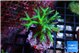 Seriatopora golden green 3-5 cm WYSIWYG acclimaté