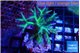 Seriatopora golden green 3-5 cm WYSIWYG acclimaté