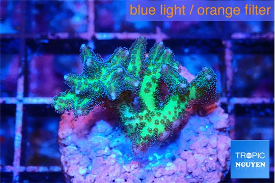 Seriatopora golden green 3-5 cm WYSIWYG acclimaté