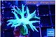 Seriatopora golden green 3-5 cm WYSIWYG acclimaté