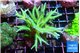 Seriatopora golden green 3-5 cm WYSIWYG acclimaté