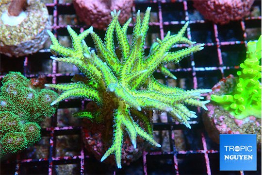 Seriatopora golden green 3-5 cm WYSIWYG acclimaté