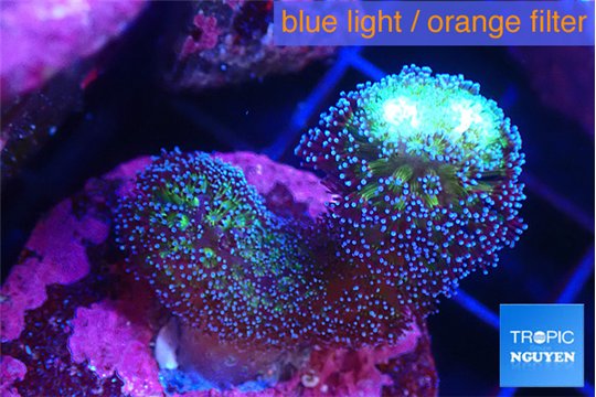 Stylophora milka 4-6 cm WYSIWYG acclimaté