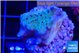 Acropora purple 2-3 cm WYSIWYG acclimaté