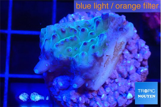 Acropora purple 2-3 cm WYSIWYG acclimaté