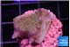 Acropora purple 2-3 cm WYSIWYG acclimaté
