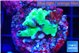 Acropora green damaged 2 cm WYSIWYG acclimaté