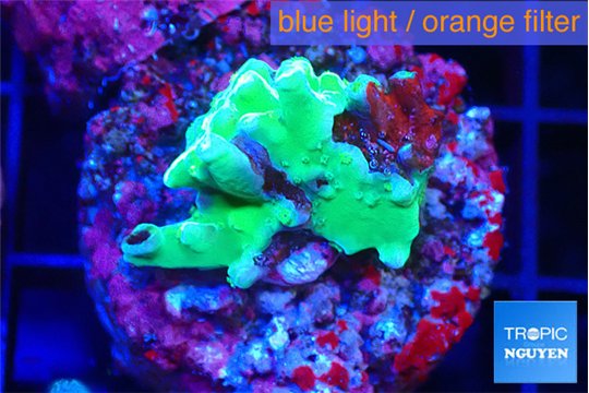 Acropora green damaged 2 cm WYSIWYG acclimaté