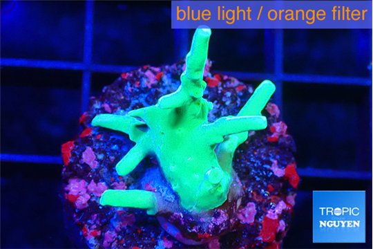 Acropora green 2-3 cm WYSIWYG acclimaté