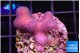 Stilophora full pink Fijii 2-3 cm WYSIWYG acclimaté