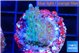 Acropora green blue ice Fijii 2-3 cm WYSIWYG acclimaté