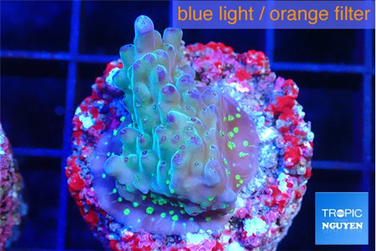Acropora green blue ice Fijii 2-3 cm WYSIWYG acclimaté