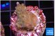 Acropora green blue ice Fijii 2-3 cm WYSIWYG acclimaté