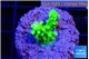 Acropora neon green 2 cm WYSIWYG acclimaté