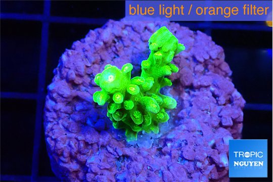Acropora neon green 2 cm WYSIWYG acclimaté