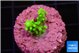 Acropora neon green 2 cm WYSIWYG acclimaté