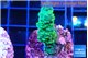 Acropora green 2-3 cm WYSIWYG acclimaté