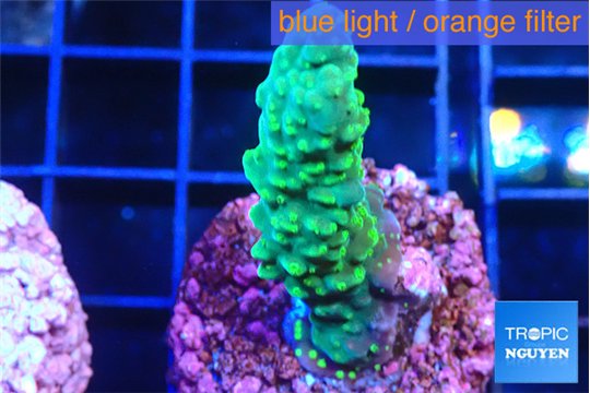 Acropora green 2-3 cm WYSIWYG acclimaté
