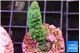 Acropora green 2-3 cm WYSIWYG acclimaté
