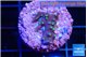 Acropora carduus green polyps deep water 2 cm WYSIWYG acclimaté