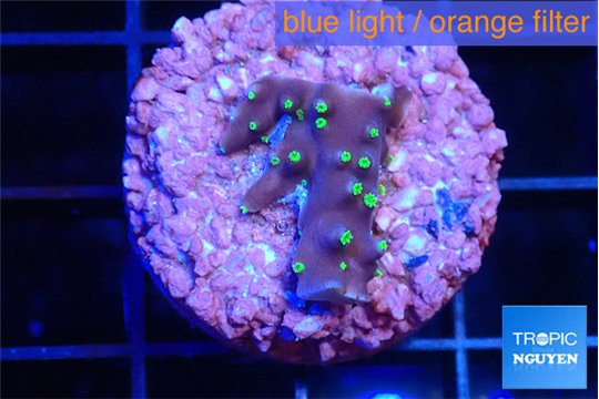 Acropora carduus green polyps deep water 2 cm WYSIWYG acclimaté