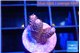 Acropora pink 1-2 cm WYSIWYG acclimaté