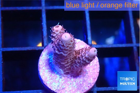 Acropora pink 1-2 cm WYSIWYG acclimaté