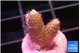 Acropora pink 1-2 cm WYSIWYG acclimaté