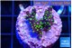 Acropora carduus green polyps deep water 2-3 cm WYSIWYG acclimaté