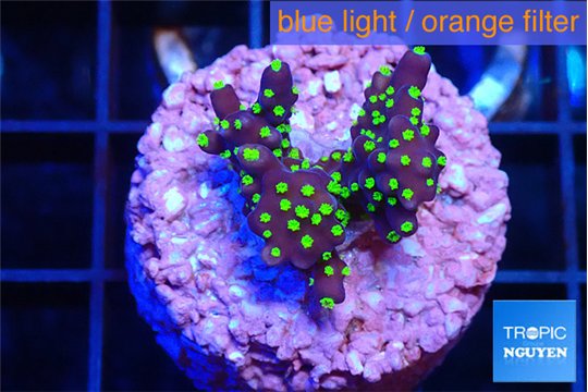 Acropora carduus green polyps deep water 2-3 cm WYSIWYG acclimaté