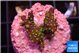 Acropora carduus green polyps deep water 2-3 cm WYSIWYG acclimaté