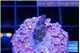 Acropora purple 1-2 cm WYSIWYG acclimaté