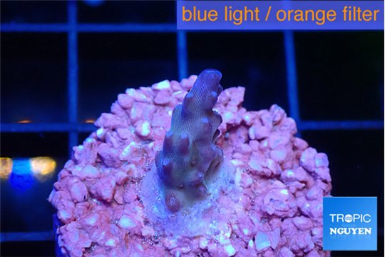 Acropora purple 1-2 cm WYSIWYG acclimaté