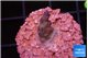 Acropora purple 1-2 cm WYSIWYG acclimaté