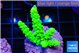 Acropora neon green 2-3 cm WYSIWYG acclimaté