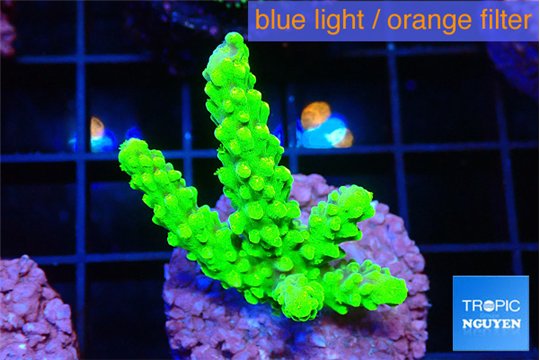 Acropora neon green 2-3 cm WYSIWYG acclimaté